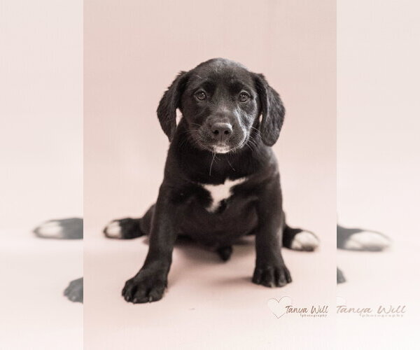 Medium Photo #1 Labrador Retriever-Unknown Mix Puppy For Sale in Greenville, SC, USA