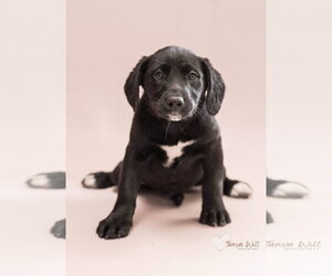 Labrador Retriever-Unknown Mix Dogs for adoption in Greenville, SC, USA