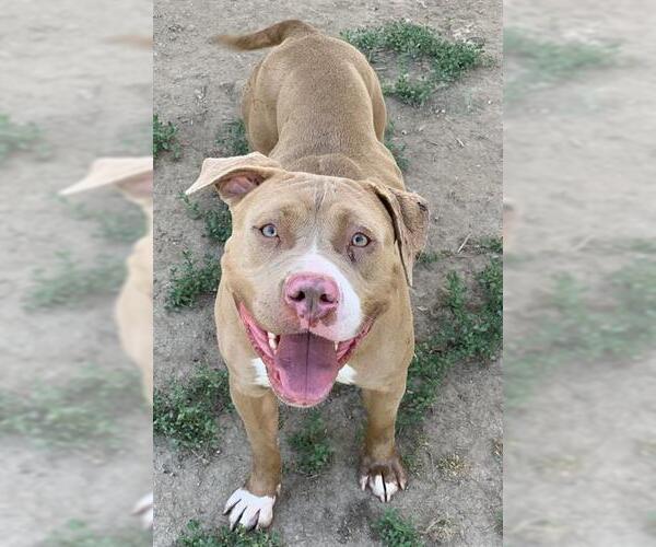 Medium Photo #2 American Pit Bull Terrier Puppy For Sale in Riverside, CA, USA