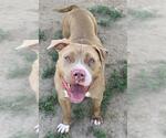 Small #1 American Pit Bull Terrier