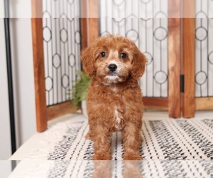 Cavapoo Puppy for sale in NAPLES, FL, USA