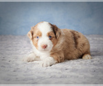 Puppy 4 Miniature Australian Shepherd