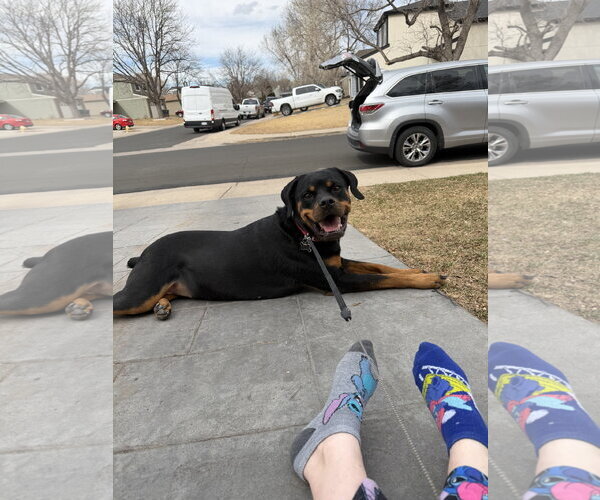 Medium Photo #1 Rottweiler-Unknown Mix Puppy For Sale in Aurora, CO, USA