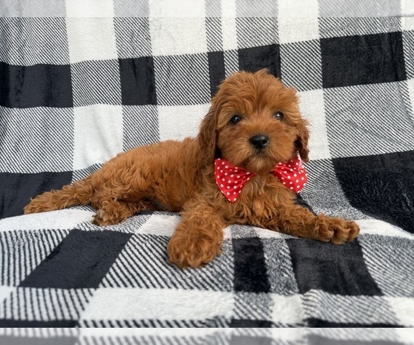 Medium Photo #6 Cavapoo (Miniature) Puppy For Sale in LAKELAND, FL, USA