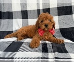 Small #5 Cavapoo (Miniature)