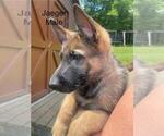 Small German Shepherd Dog