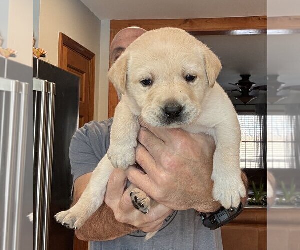 Medium Photo #30 Labrador Retriever Puppy For Sale in HIGH POINT, NC, USA