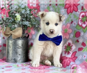 Pomsky Puppy for sale in LANCASTER, PA, USA