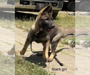 German Shepherd Dog Puppy for sale in GREENVILLE, GA, USA