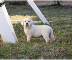 Small #16 Labrador Retriever