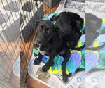 Small #1 Labrador Retriever Mix