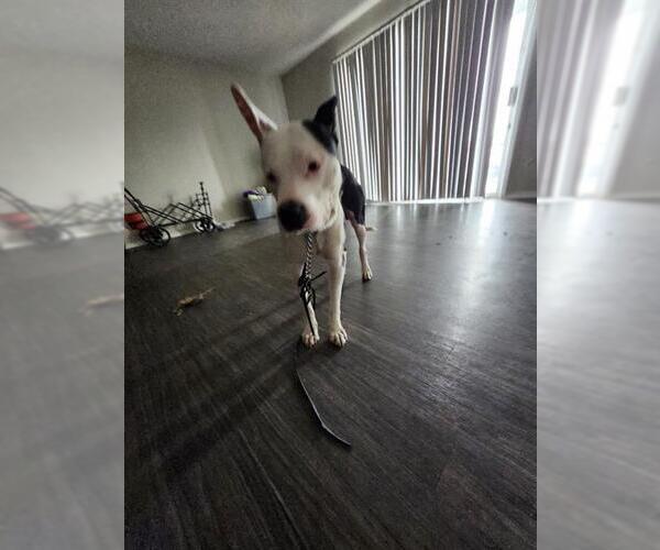 Medium Photo #1 American Staffordshire Terrier-Unknown Mix Puppy For Sale in San Antonio, TX, USA