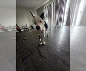 American Staffordshire Terrier-Unknown Mix Dogs for adoption in San Antonio, TX, USA