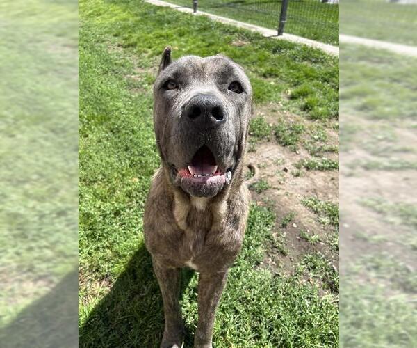 Medium Photo #1 Mutt Puppy For Sale in Lodi, CA, USA