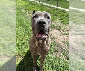 Mutt Dogs for adoption in Lodi, CA, USA