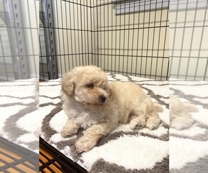 Poodle (Miniature) Puppy for sale in ADAMSVILLE, TN, USA