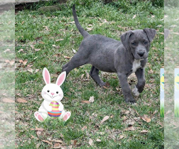 Medium Photo #4 Bulldog-Unknown Mix Puppy For Sale in Yardley, PA, USA