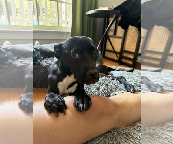 Medium Photo #6 American Staffordshire Terrier Puppy For Sale in Spring Lake, NC, USA