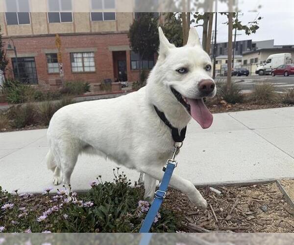 Medium Photo #1 Siberian Husky-Unknown Mix Puppy For Sale in Berkeley , CA, USA