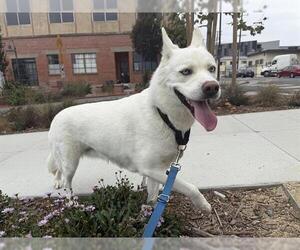 Siberian Husky-Unknown Mix Dogs for adoption in Berkeley , CA, USA