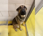 Small #45 German Shepherd Dog
