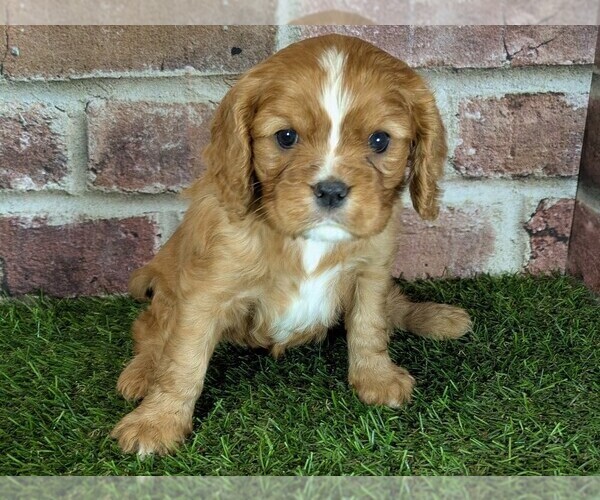 Medium Photo #5 Cavalier King Charles Spaniel Puppy For Sale in MOBERLY, MO, USA
