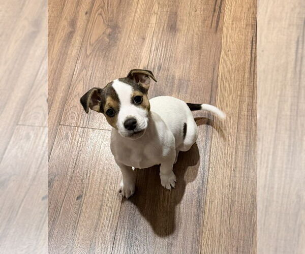 Medium Photo #1 Mutt Puppy For Sale in Greenville, SC, USA