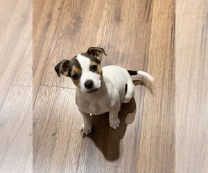 Mutt Dogs for adoption in Greenville, SC, USA