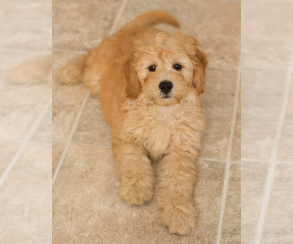 Medium Photo #9 Goldendoodle Puppy For Sale in BAY VIEW, WI, USA