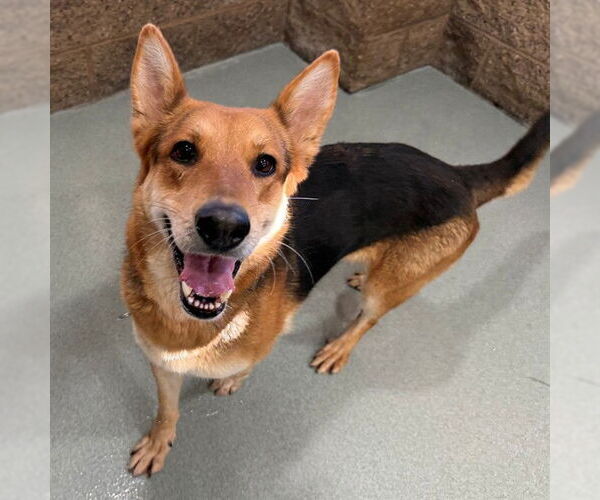 Medium Photo #2 German Shepherd Dog-Unknown Mix Puppy For Sale in Moreno Valley, CA, USA