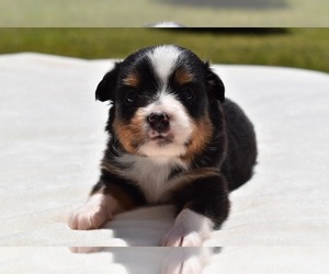 Jack Russell Terrier Puppy for sale in PALM COAST, FL, USA
