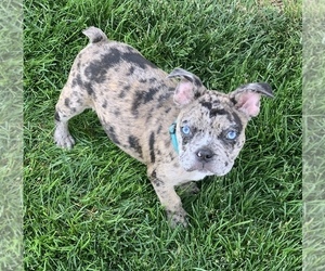 French Bulldog Puppy for sale in ALBURTIS, PA, USA