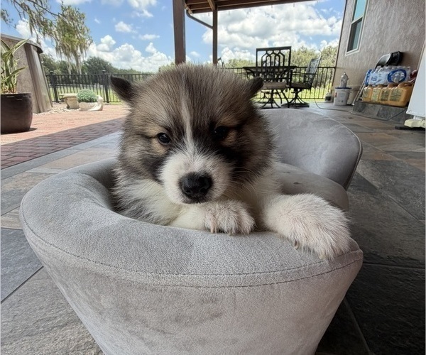 Medium Photo #1 Pomsky Puppy For Sale in WEBSTER, FL, USA