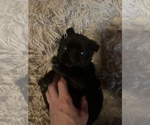 Small Photo #10 Frenchie Pug Puppy For Sale in BLOOMINGTON, IL, USA