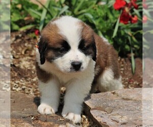 Saint Bernard Puppy for sale in NEW HOLLAND, PA, USA