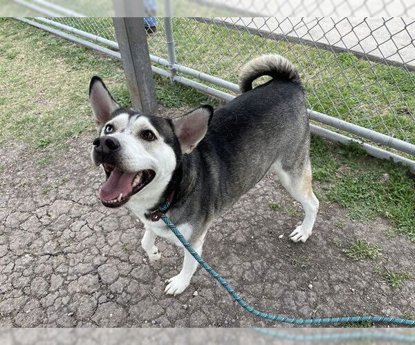 Medium Photo #3 Siberian Husky-Unknown Mix Puppy For Sale in Corpus Christi, TX, USA