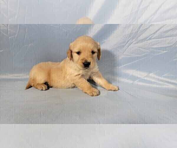 Medium Photo #7 Golden Retriever Puppy For Sale in BLACK FOREST, CO, USA