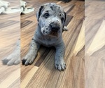 Small #5 Great Dane
