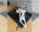 Small #1 Staffordshire Bull Terrier Mix
