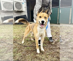 Siberian Husky-Unknown Mix Dogs for adoption in Perth Amboy, NJ, USA