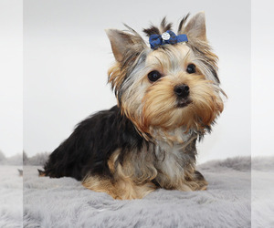 Yorkshire Terrier Puppy for sale in LOS ANGELES, CA, USA