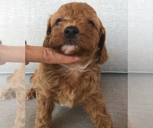 Cavapoo-Poodle (Miniature) Mix Puppy for sale in SAN ANTONIO, TX, USA