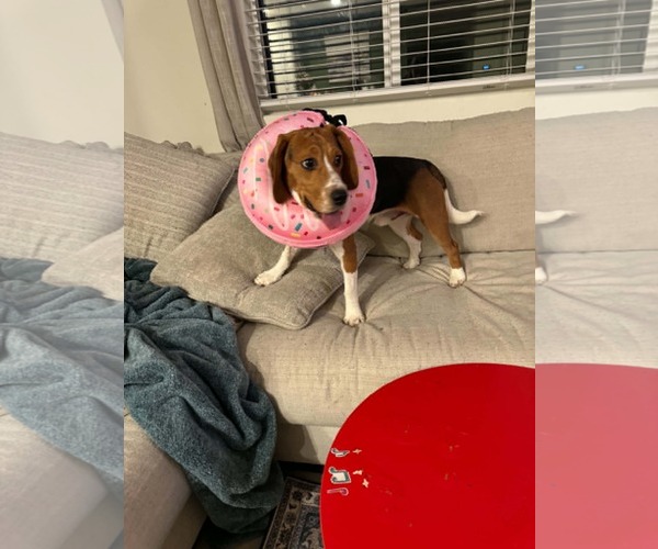 Medium Photo #3 Beagle Puppy For Sale in Las Vegas, NV, USA