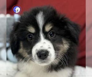 Great Pyrenees Dogs for adoption in Spring, TX, USA