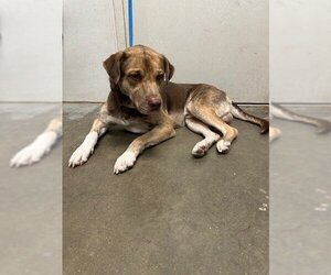 Catahoula Leopard Dog Dogs for adoption in Rosenberg, TX, USA