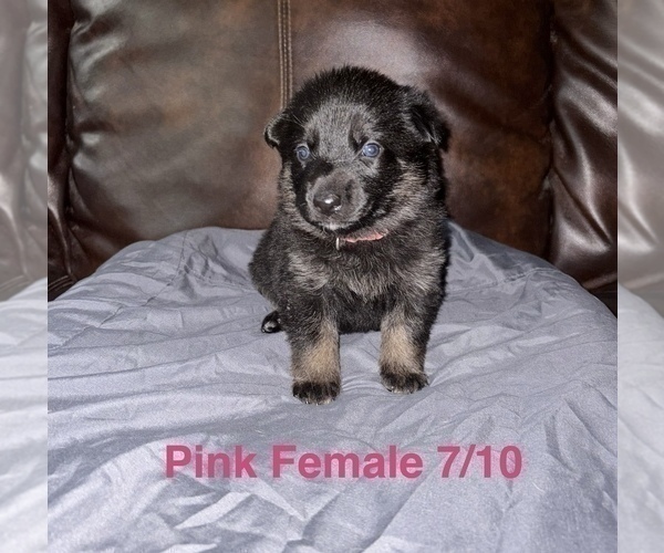 Medium Photo #28 German Shepherd Dog Puppy For Sale in SUMPTER TWP, MI, USA