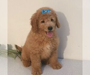 Goldendoodle (Miniature) Puppy for sale in ARTHUR, IL, USA