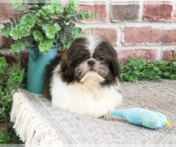 Medium Photo #4 Shih Tzu Puppy For Sale in SYRACUSE, IN, USA