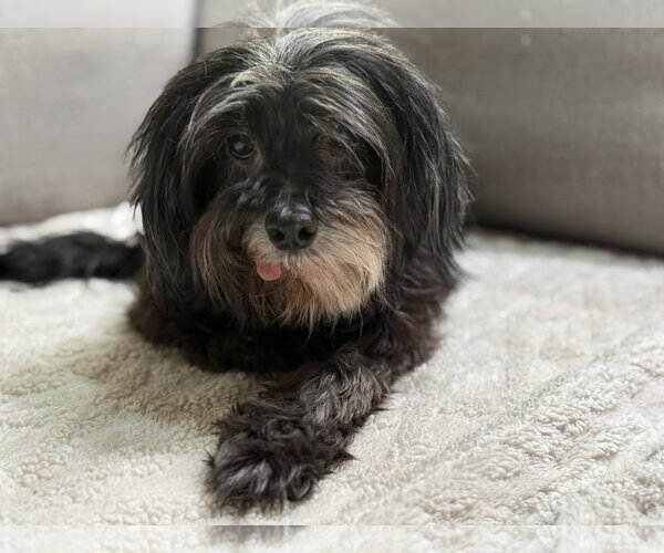 Medium Photo #1 Lhasa Apso-Miniature Schnauzer Mix Puppy For Sale in Phoenix, AZ, USA