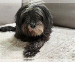 Small Lhasa Apso-Miniature Schnauzer Mix